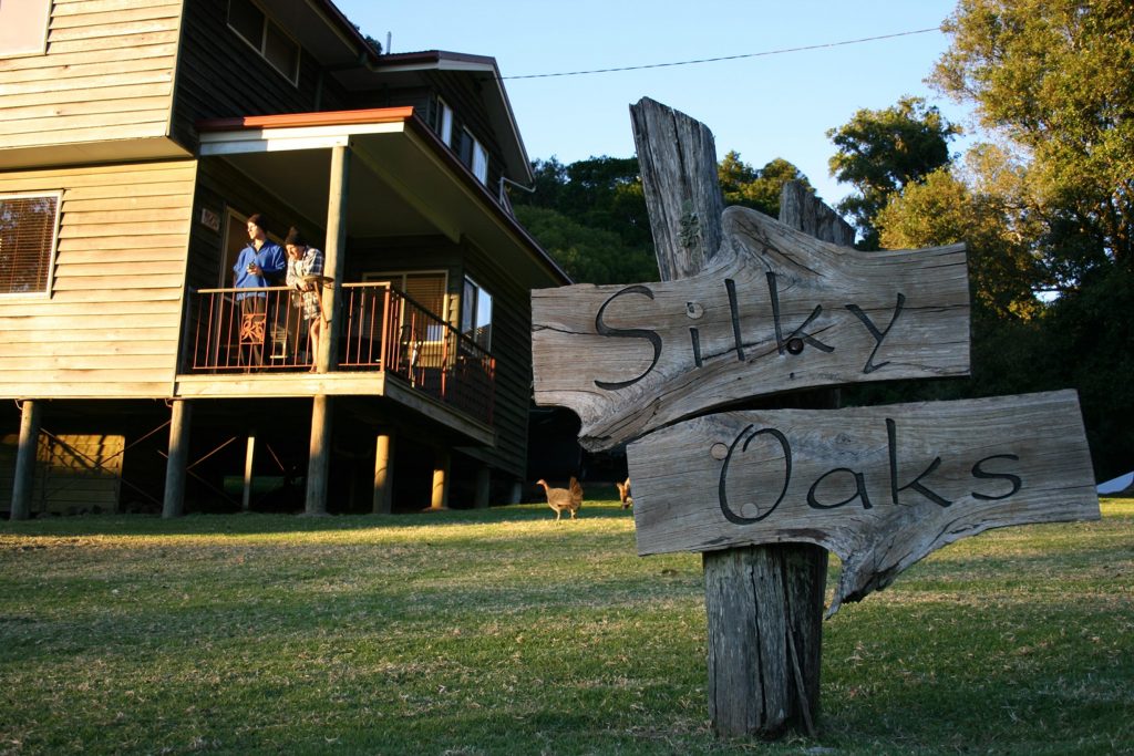 Silky Oaks